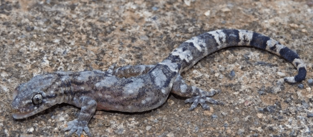 New Gecko species Dravidogecko coonoor from Western Ghats, India